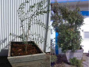 finsihed_planter_box_cropped