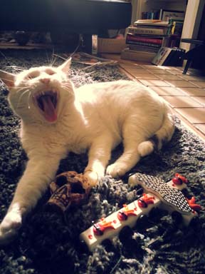 holiday-organizing-cat-4x5