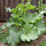 rhubarb